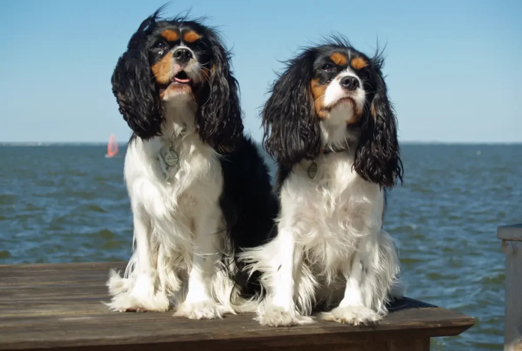 Cavalier King Charles Spaniel