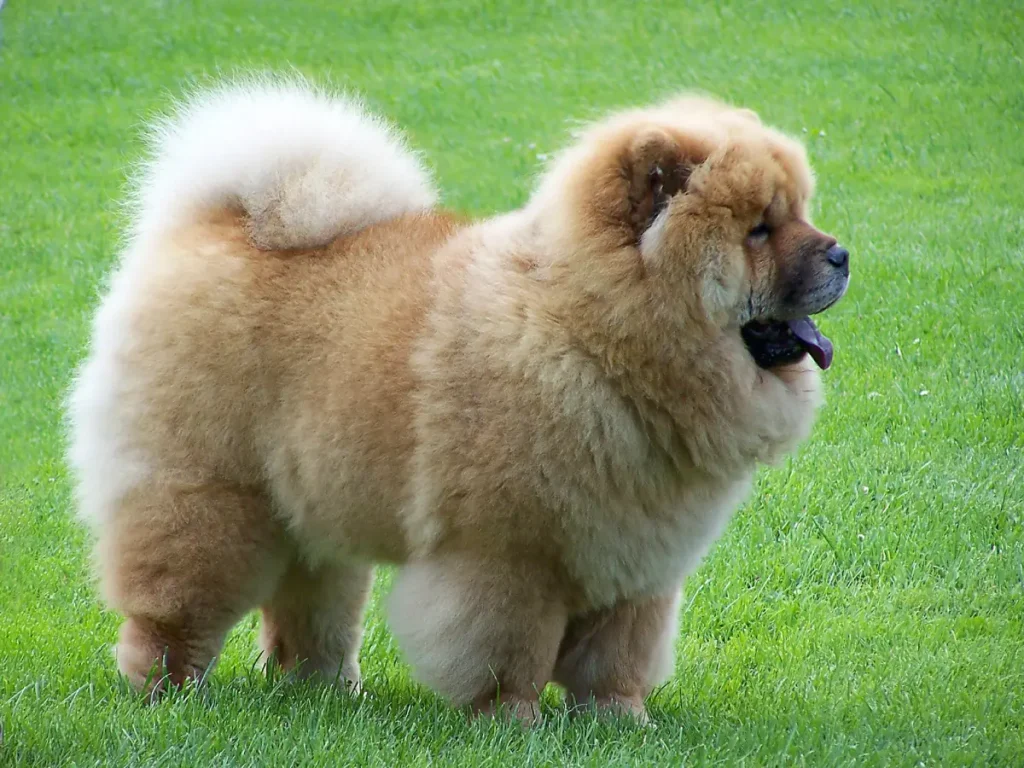  Chow Chow