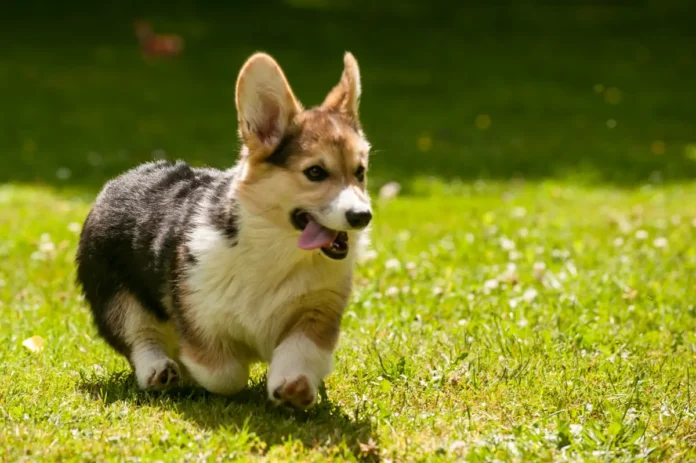 Corgi Puppy