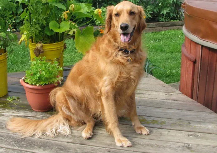 Golden Cocker Retriever