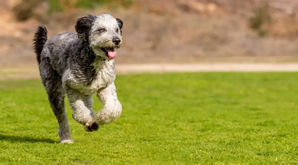 Husky-Poodle-Mix