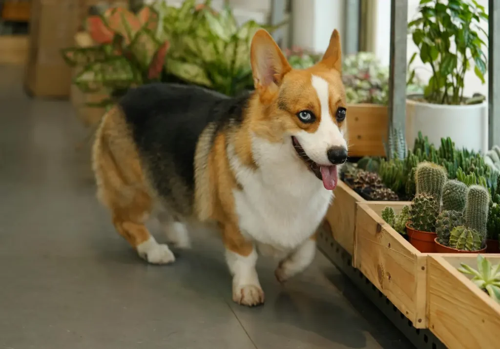 adopt corgi puppies