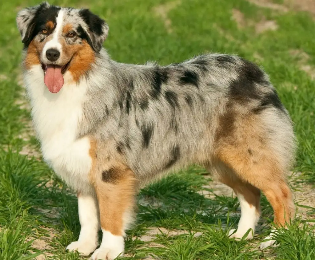 aussie and golden retriever mix