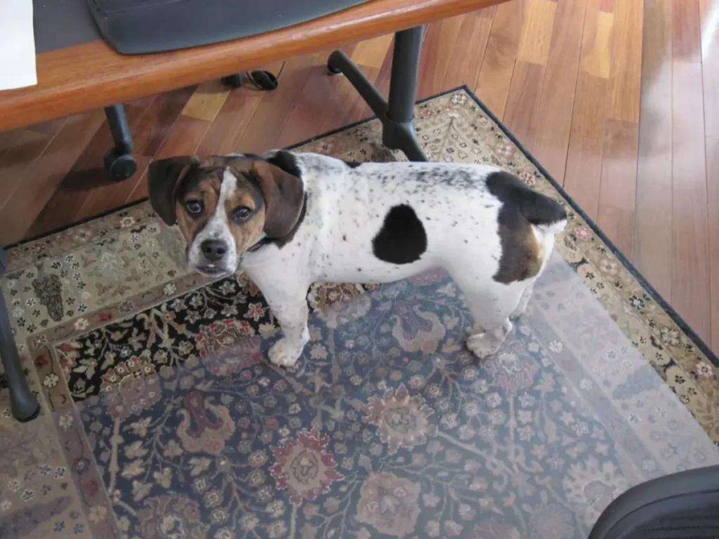 beagle and bulldog mix