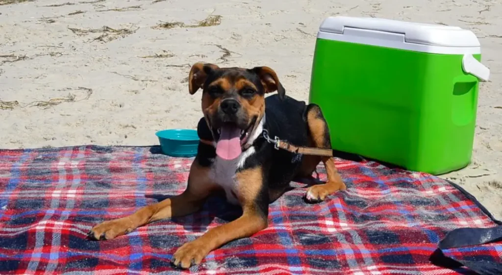 beagle mixed with english bulldog