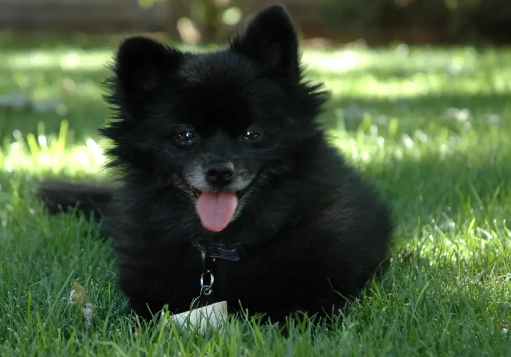 chihuahua pomeranian mix puppy