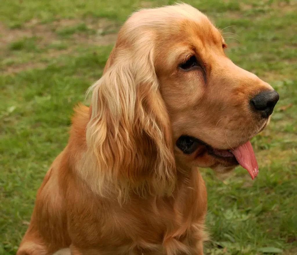 cocker spaniel retriever mix