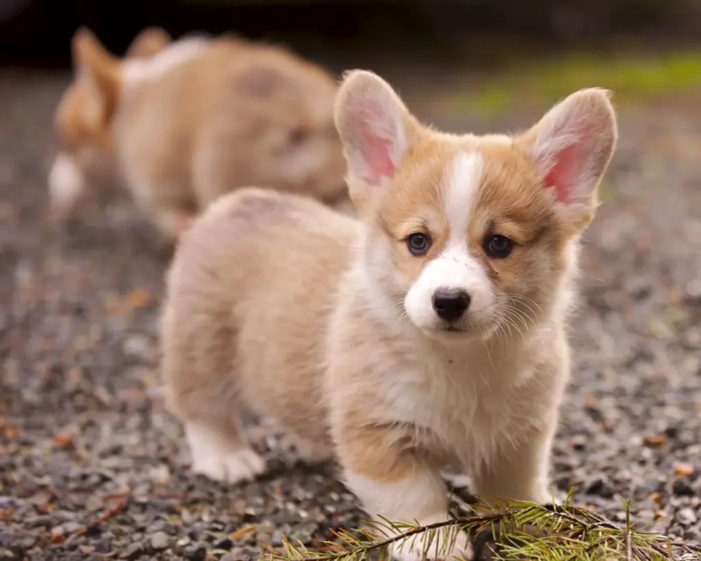 corgi cute puppies