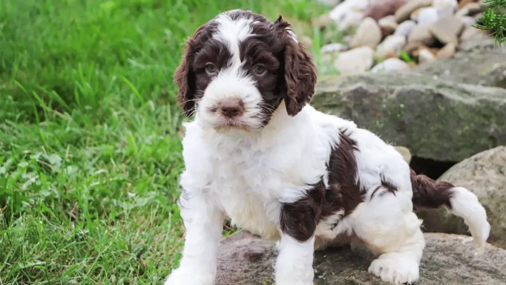 english springer spaniel poodle mix