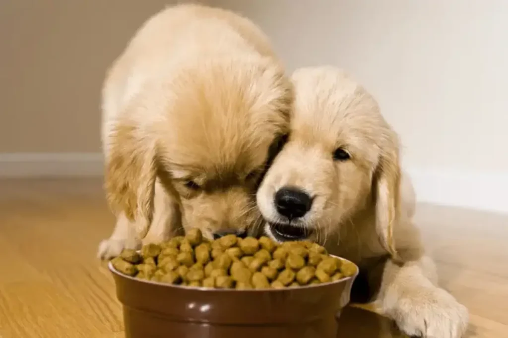 full grown golden retriever cocker spaniel mix