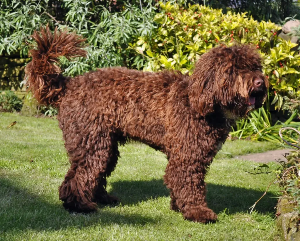 full grown springer spaniel poodle mix