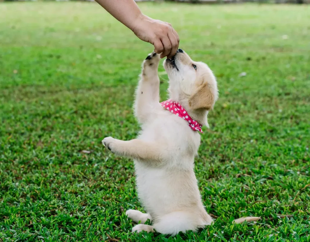 golden cocker retriever fully grown