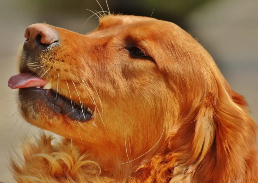 golden cocker spaniel