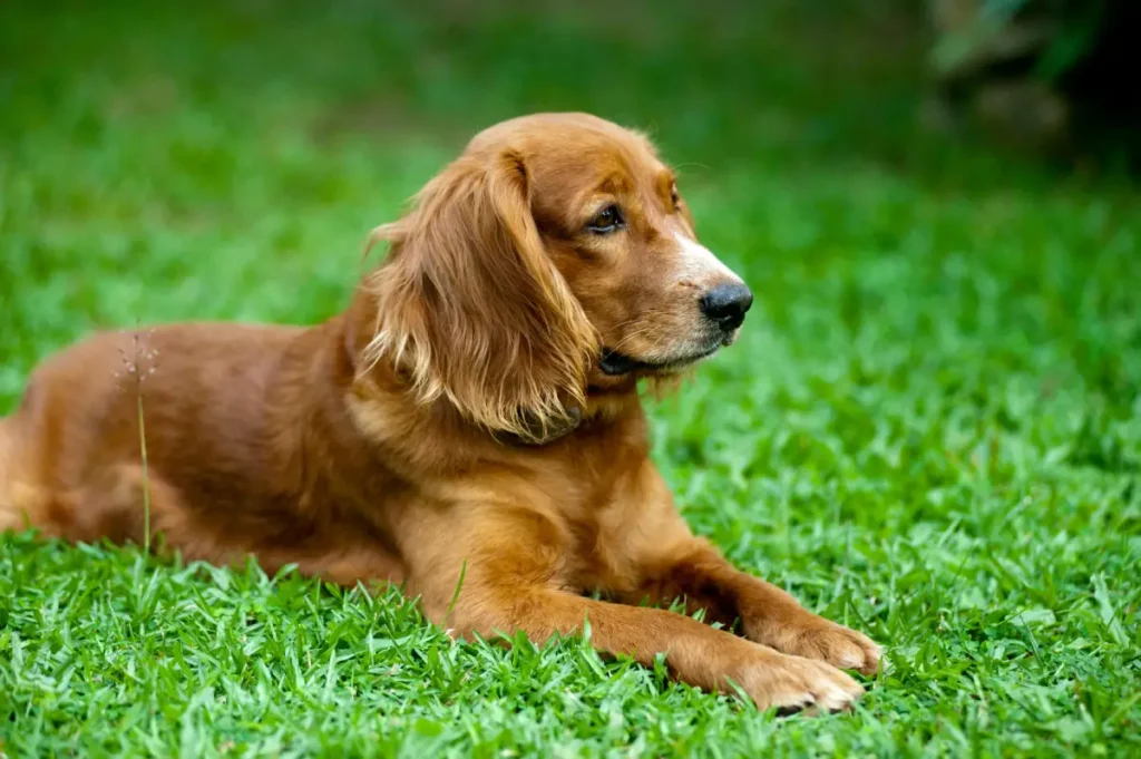 golden retriever and cocker spaniel