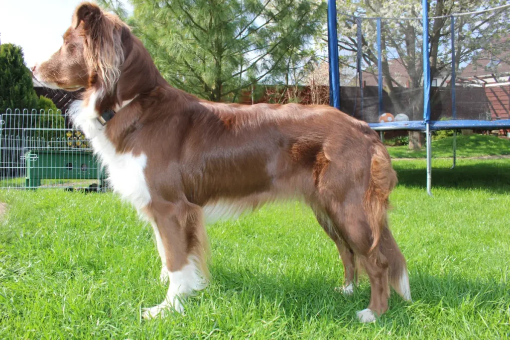 golden retriever aussie mix