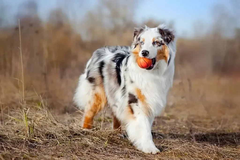 golden retriever australian mix