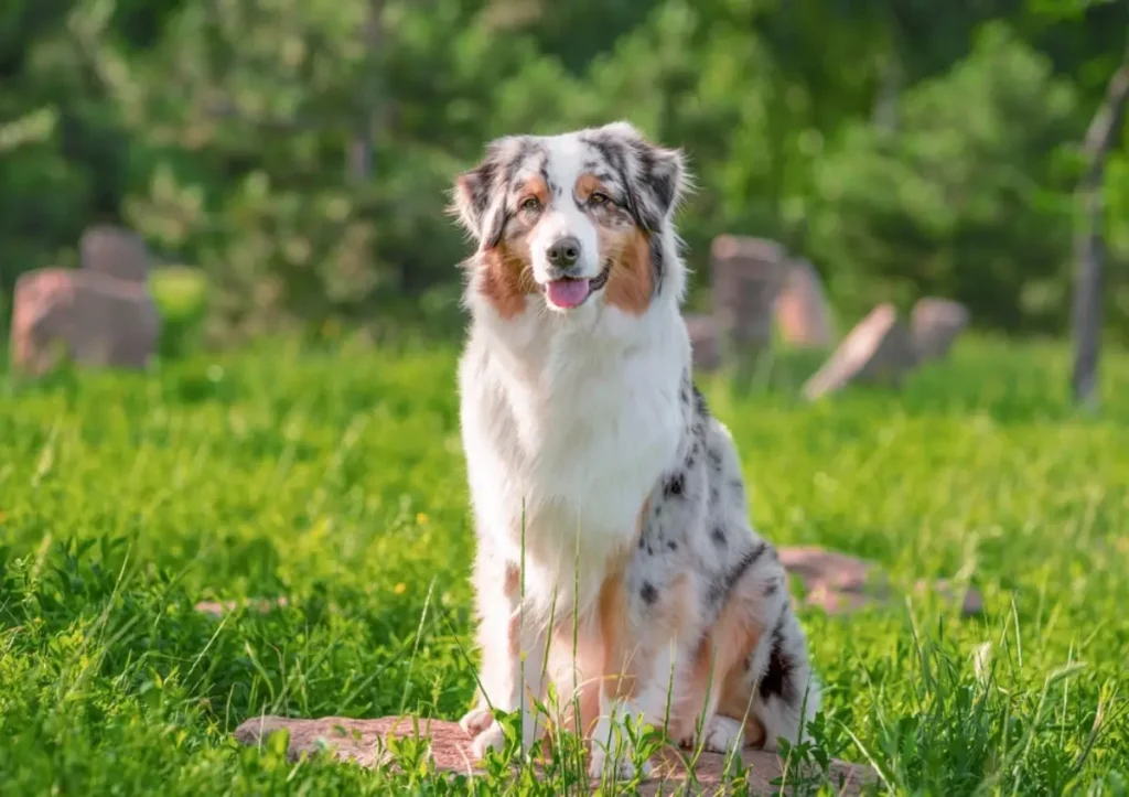 golden retriever australian shepherd mix