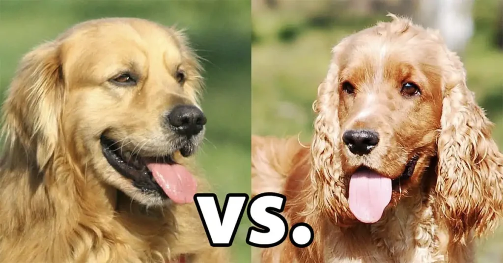 golden-retriever-vs-cocker-spaniel