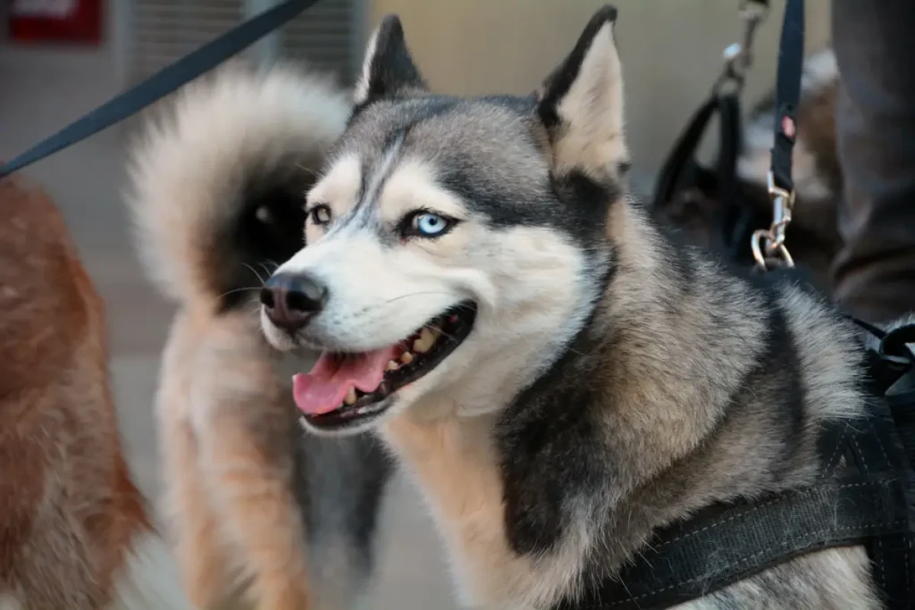 husky crossed with labrador