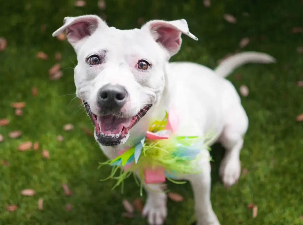 lab dog mix with pitbull