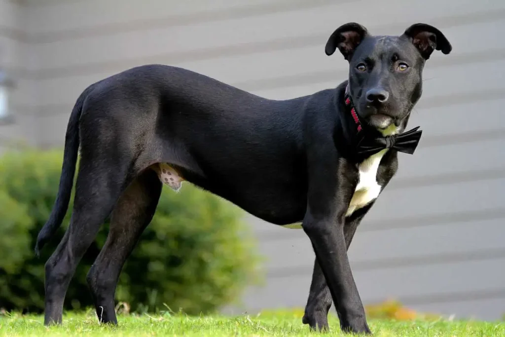 lab pitbull mix