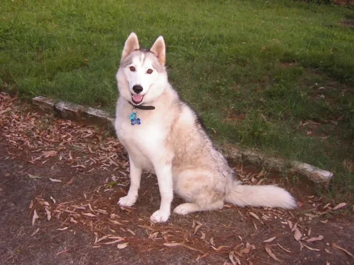 labrador husky