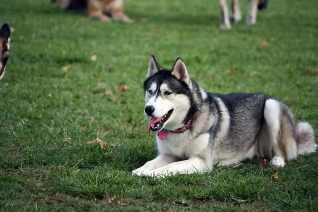 labrador husky mix breed