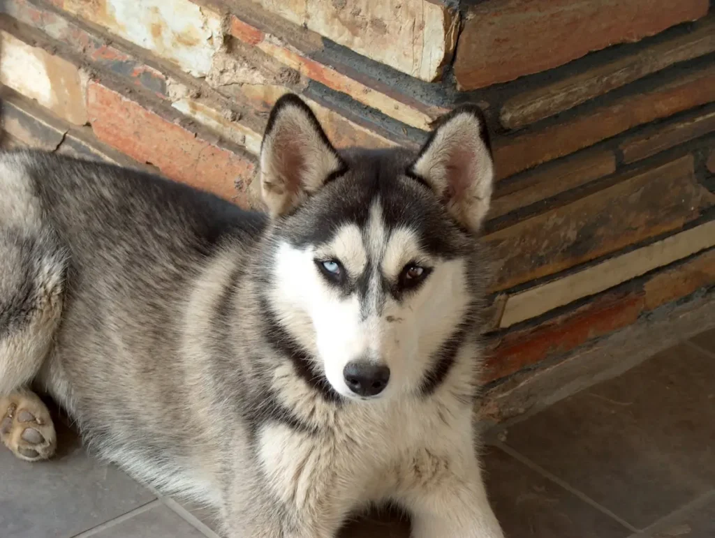 labrador retriever mixed with husky