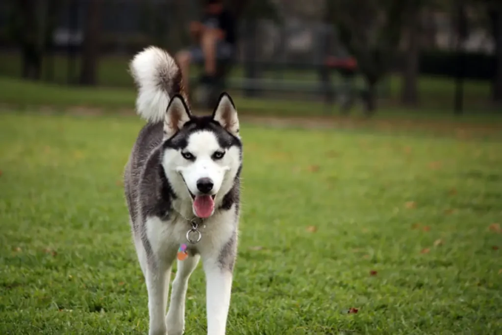 labrador retriever siberian husky