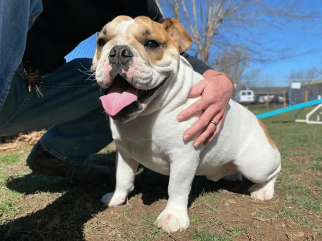 pitbull beagle mix