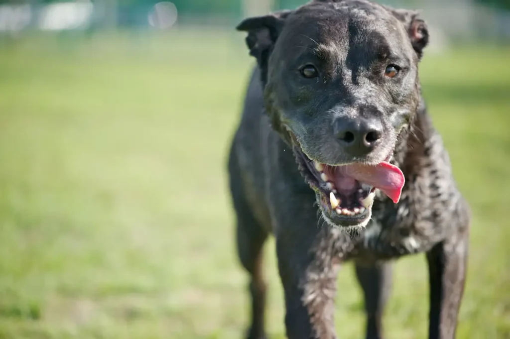 pitbull lab mix