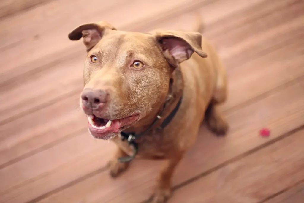 pitbull mix with labrador retriever