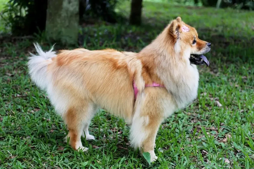 pomchi dog breed