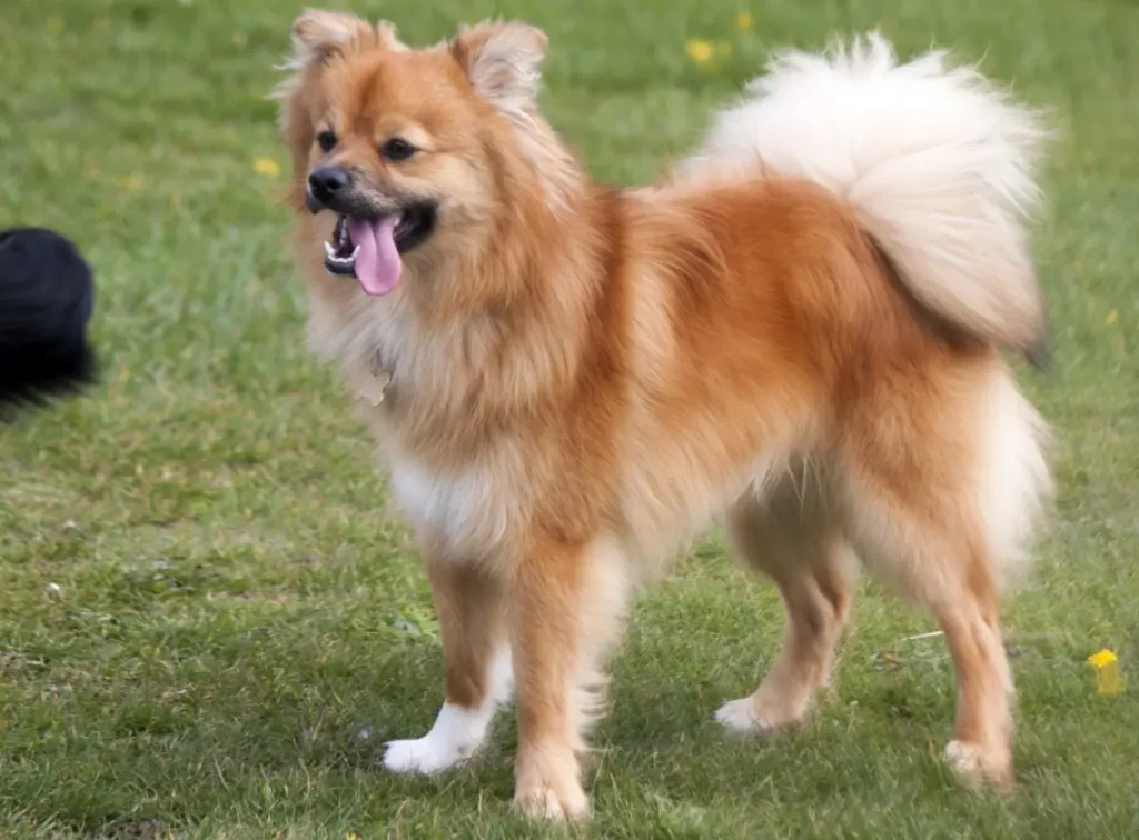 pomeranian chihuahua