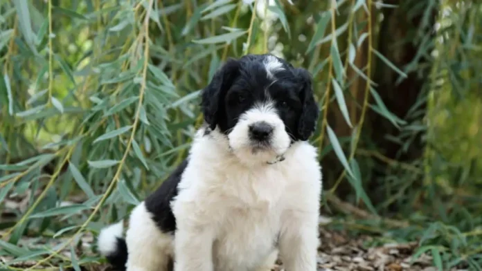 saint bernard and poodle mix