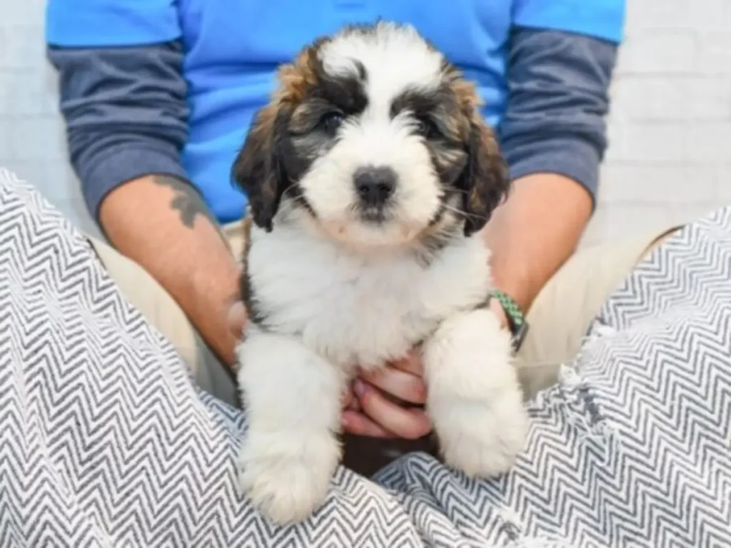 saint bernard mixed with poodle