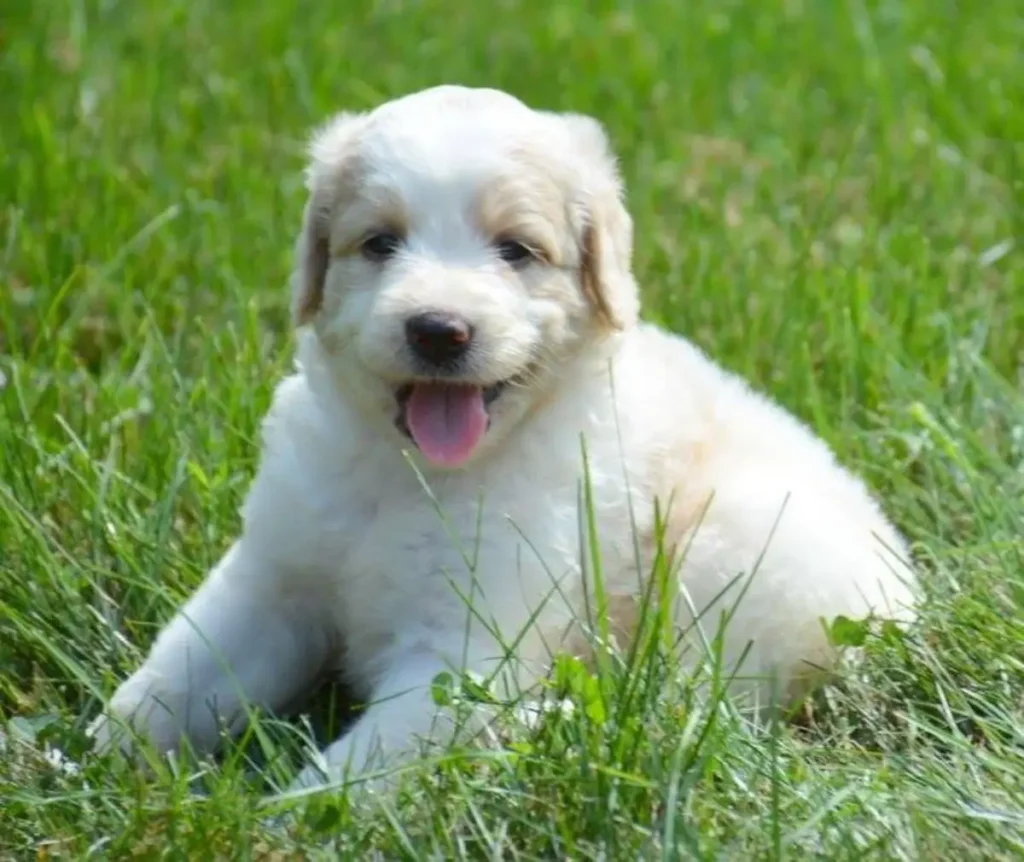 saint bernard standard poodle mix