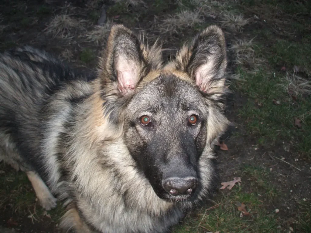 shiloh shepherd breed