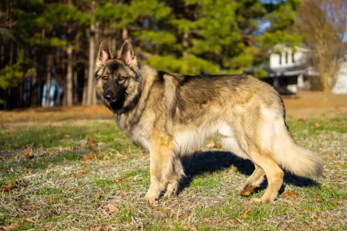 shiloh shepherd dog