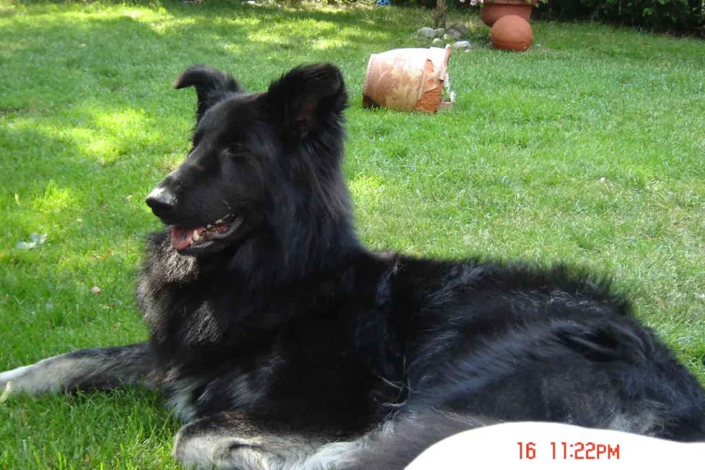 shiloh shepherd smooth coat