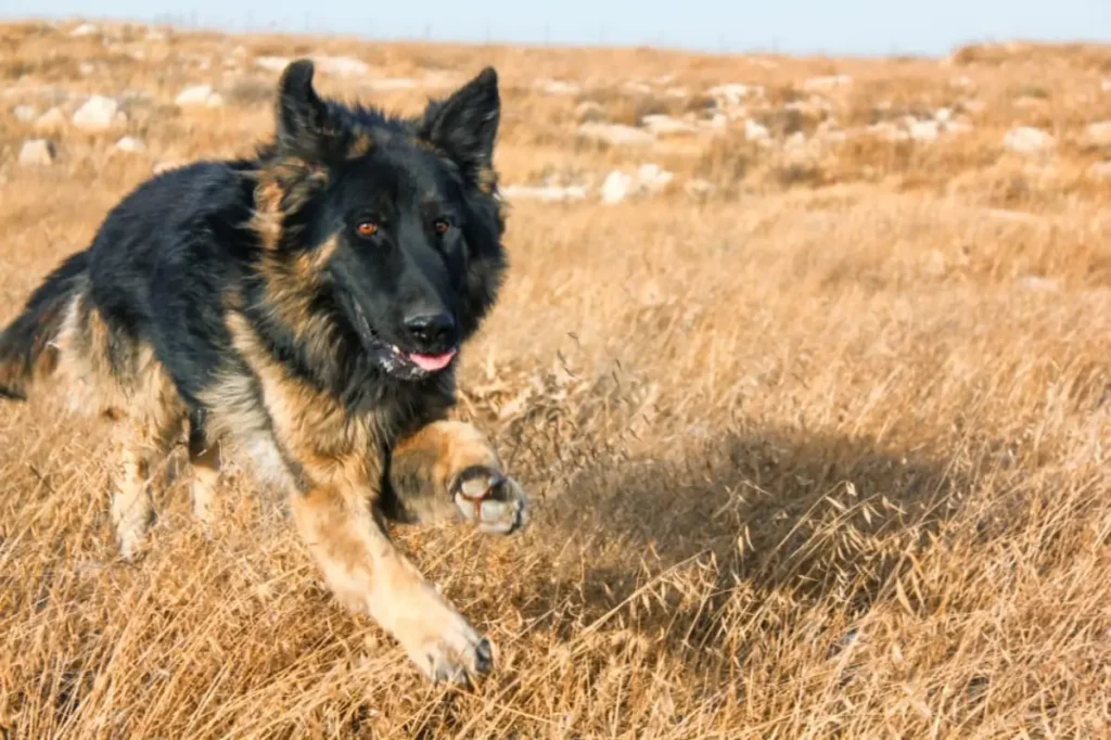 shiloh shepherd weight