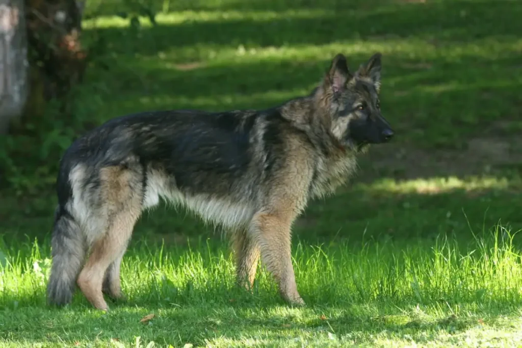 short haired shiloh shepherd