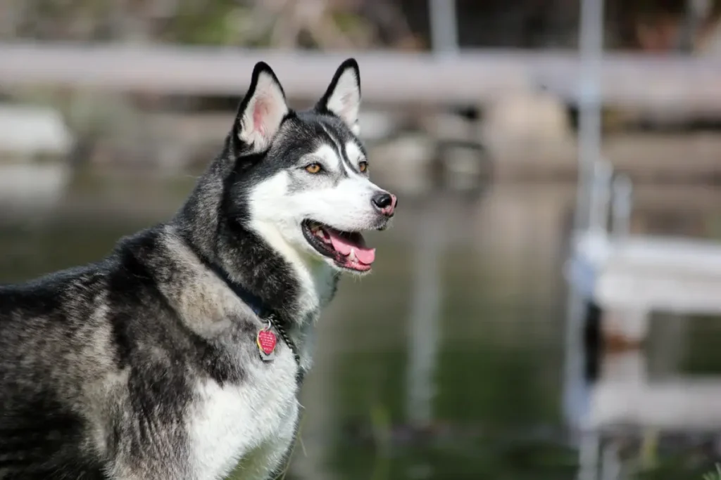 siberian husky lab mix