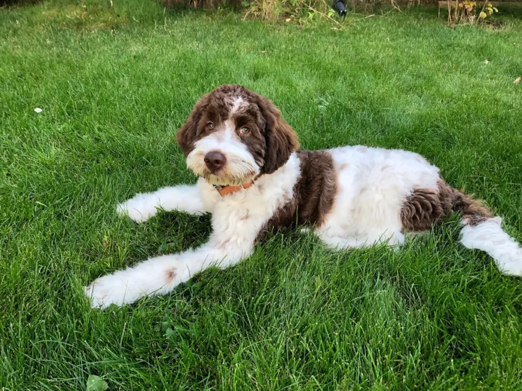 springer cross poodle