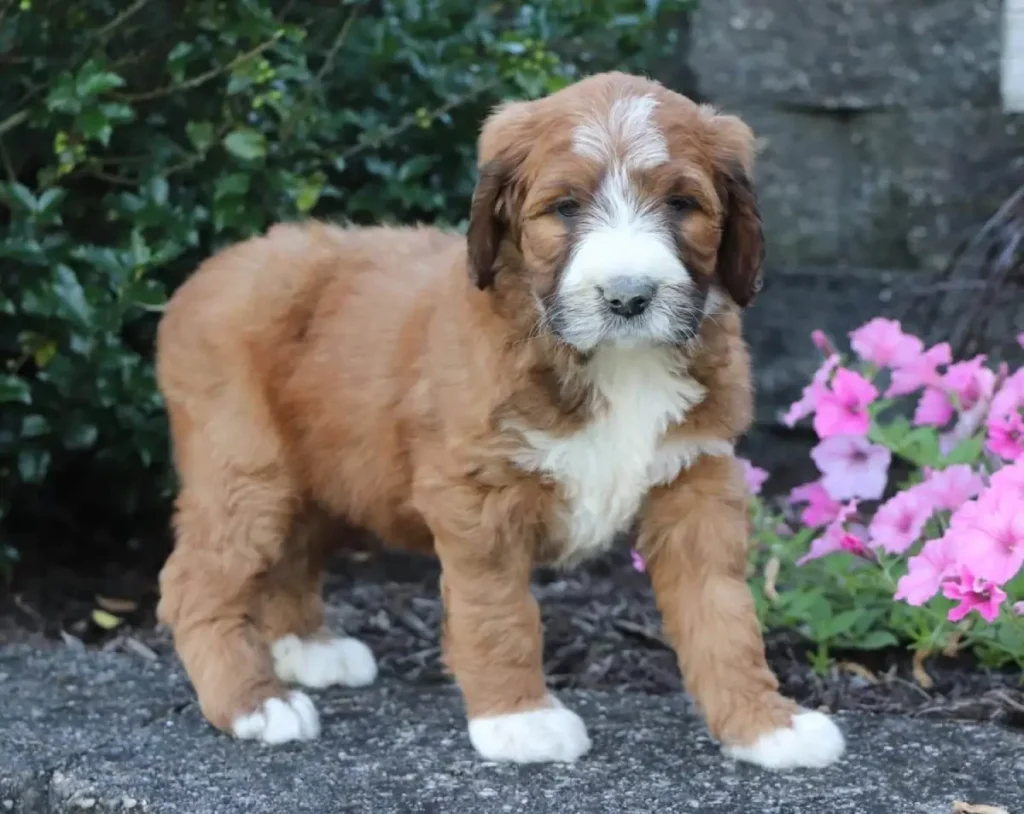 st bernard and poodle