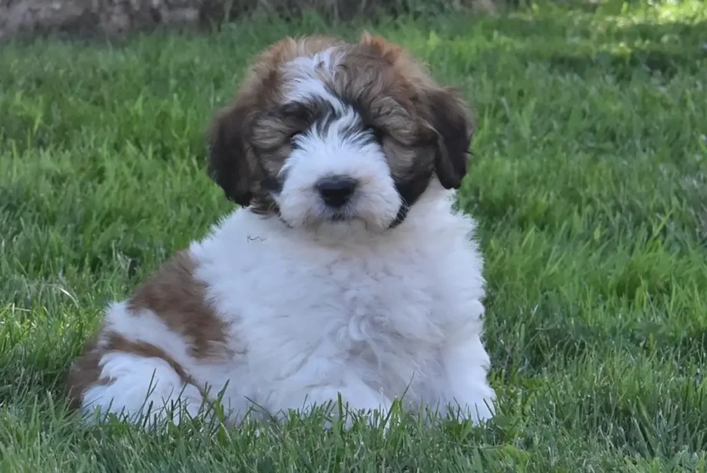 st bernard poodle