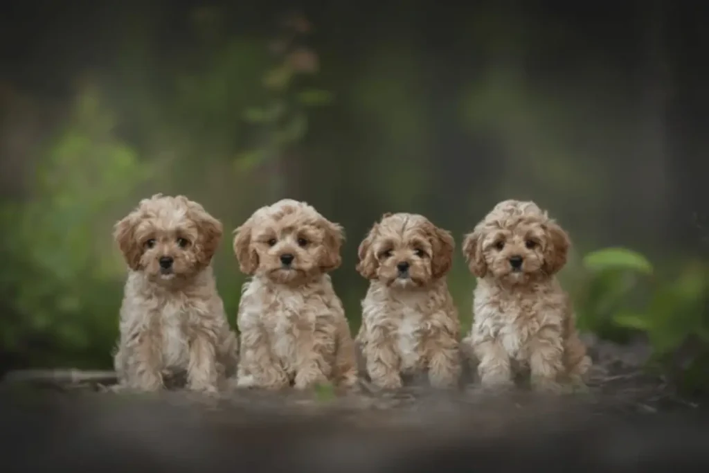 about cavapoo puppies