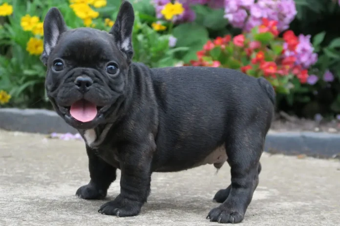 black french bulldog