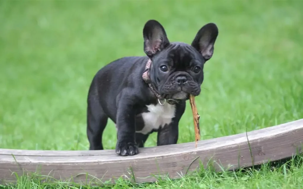 black frenchie