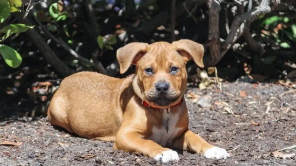 boxer mixed with a pitbull